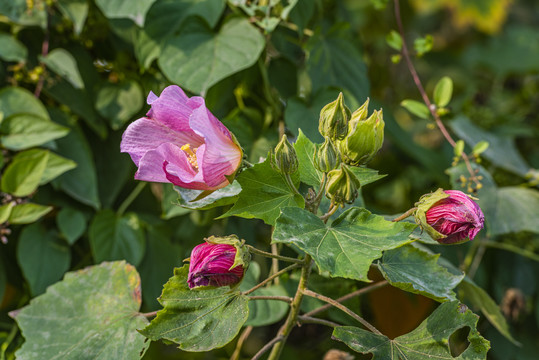 芙蓉花