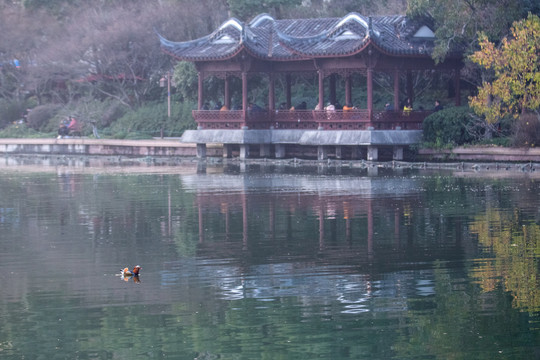 西湖鸳鸯