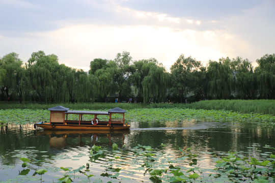 北京颐和园西湖荷花池里的游船