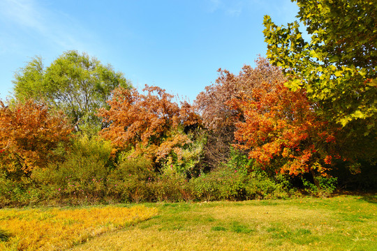 秋天的梧桐树
