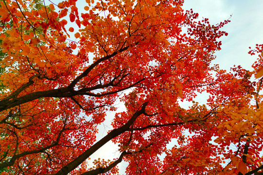 秋天的黄栌树