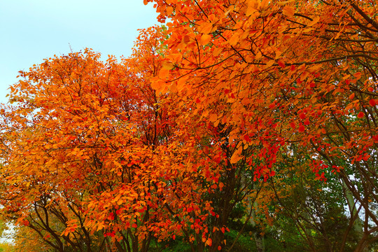 秋天的黄栌树