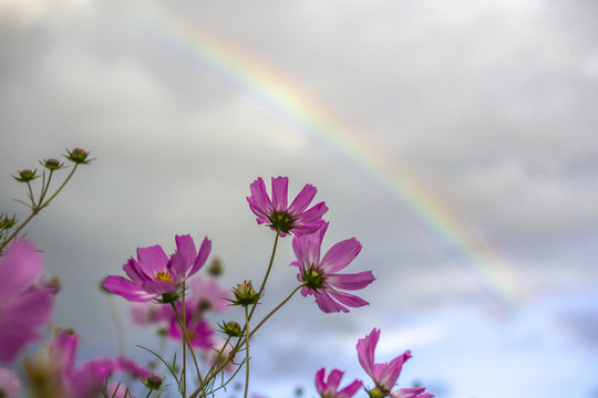 格桑花