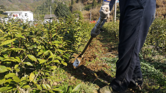 茶园锄草