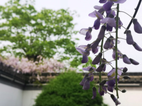 紫藤花