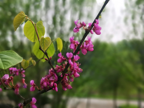 紫藤花开