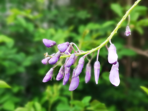 紫藤花开