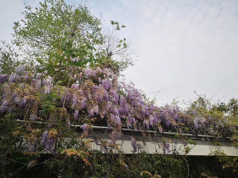 紫藤花
