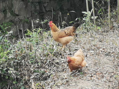 家养土鸡