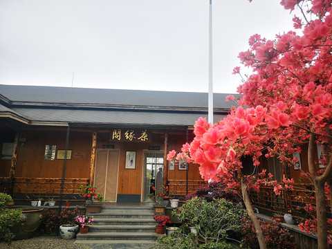 杜鹃花