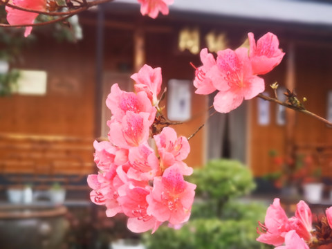 映山红