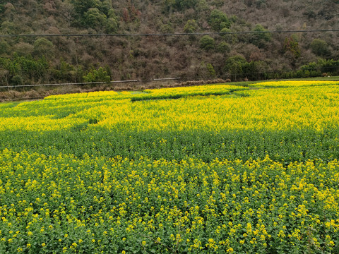 油菜花开