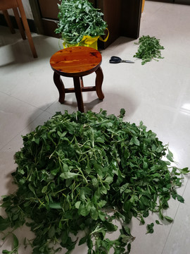 马兰