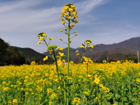 油菜花开