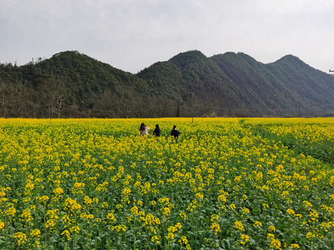 油菜花开