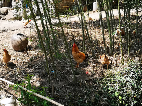 散养土鸡