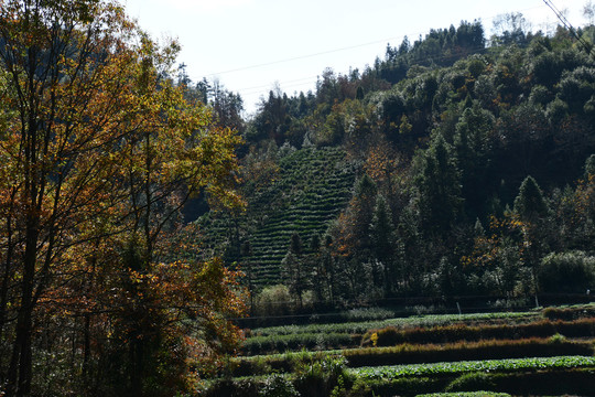 田园秋色