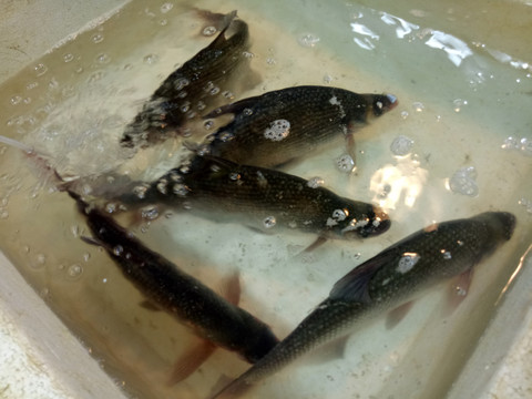 鲫鱼