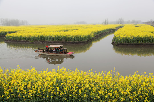 兴化油菜花