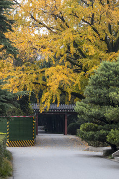 金陵女子大学旧址