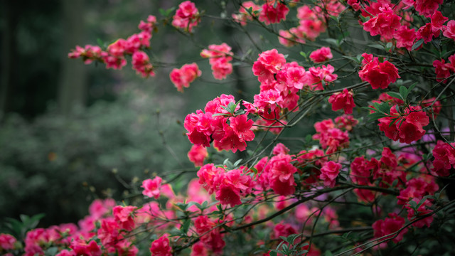 杜鹃花