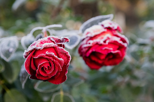 杭州花圃月季霜花