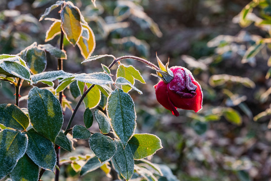 杭州花圃月季霜花