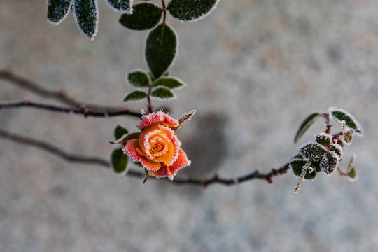 杭州花圃月季霜花