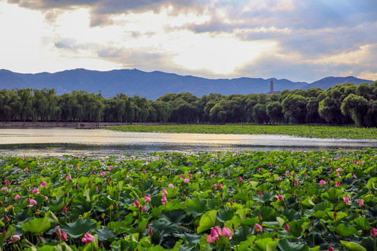 从颐和园西堤荷花池遥望玉峰塔