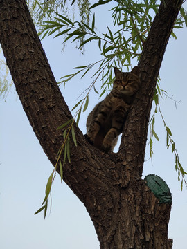 树上的猫爬树的猫狸花猫