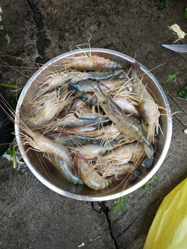 虾