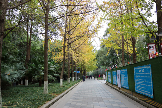 银杏树
