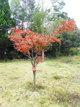 天花井美国红枫树