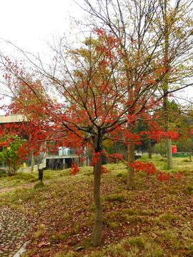 天花井森林公园红色枫树