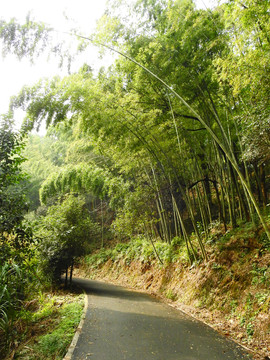 天花井森林公园竹林