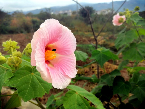 木芙蓉