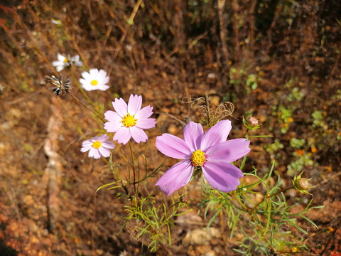 格桑花