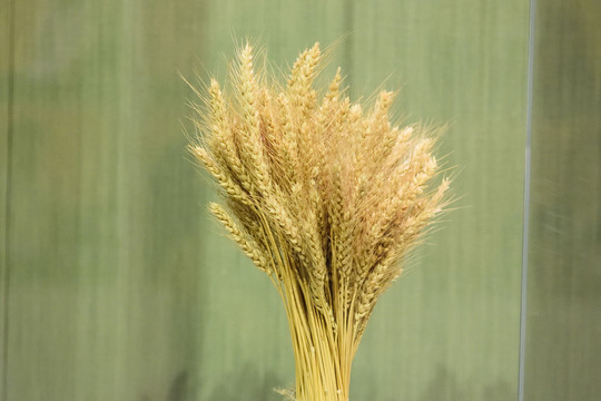 小麦植株