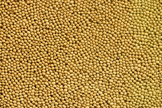 黄豆粒背景素材