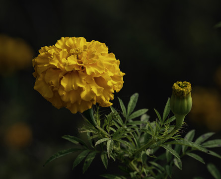 金菊