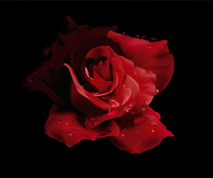 矢量插画超写实黑红玫瑰