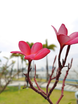 鸡蛋花