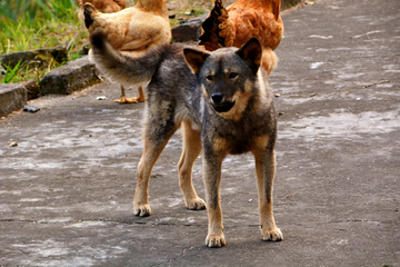 中华田园犬