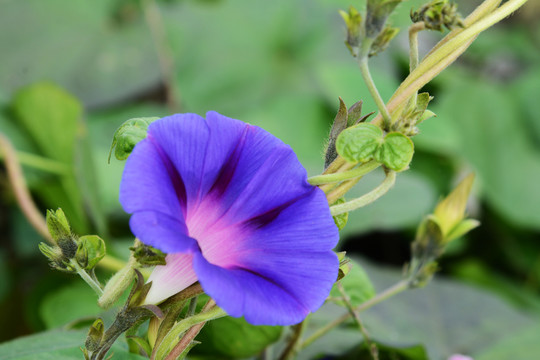 牵牛花