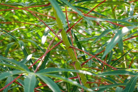 木薯枝叶