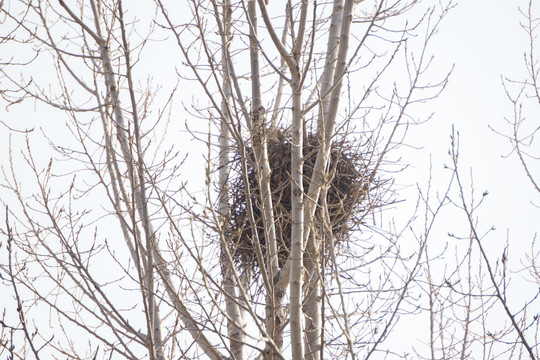 冬季树上的鸟巢