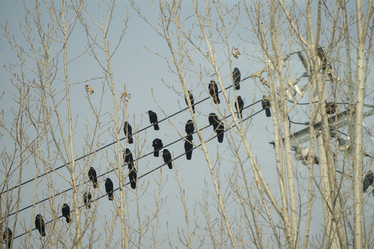 冬天电线上的乌鸦