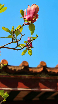 含笑花开