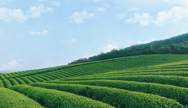 茶山茶叶种植区