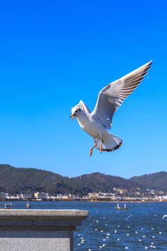 云南昆明滇池海鸥蓝天